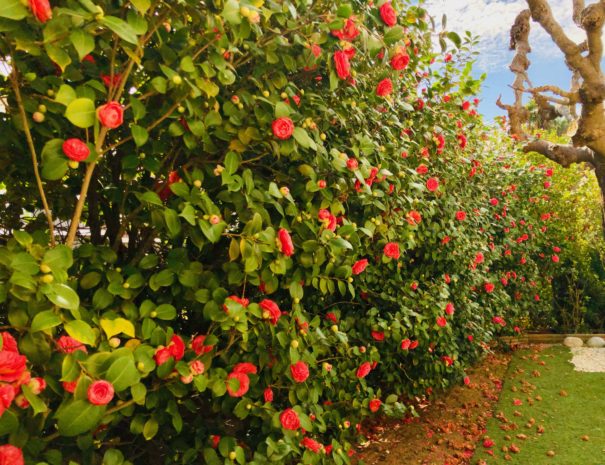 Jardí